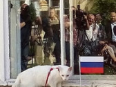 World Spay Day-2022 в России: подробности проекта «Котокультурная столица»