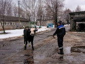 Итоги работы племенных хозяйств Ярославской области
