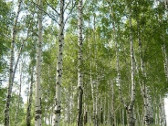 Тульский эко- марафон «Сдай макулатуру-спаси дерево!»